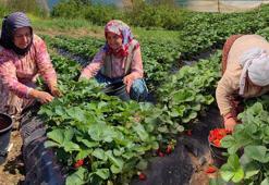 Halk arasından kırmızı elmas olarak biliniyor! Yılda 7 kez toplanıyor, tarlada fiyatı 40 lira: Kabızlığın kökünü kazıyan meyve buymuş