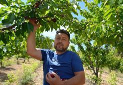 İzmir'de ona 'Kara Bodur' diyorlar!Tarlada 39, markette 199 liraya satılıyor: Vücudun demir emilimini hızlandıran en güçlü besin