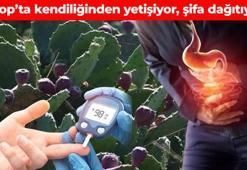 Sinop’ta asırlardır kullanılıyor! Doğal yollarla yetişiyor, günde 5 adet tüketilmeli: Bağışıklık sistemini zımba gibi yapıyor, kalp damarlarını çamaşır suyu gibi temizliyor