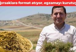 Yoğurda katıp kaşık kaşık yiyin! Kilosu 200 TL ama bir tutam bile yetiyor: Bağırsaklara format atıyor, egzamanın kökünü kurutup inatçı öksürüğü bıçak gibi kesiyor!