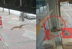 Konya’da kontrolden çıkan kuş hakimiyetini kaybedip cama böyle çarptı