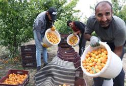 Enkaz kentte hasat zamanı! Yurt içine 20, yurt dışına 25 TL