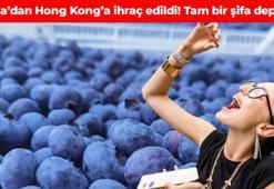 Bursa’dan Hong Kong’a ihraç edildi! Avuç avuç yiyen her derdine çare buluyor: C ve K vitamini deposu, beyni fişek gibi çalıştırıyor, tokluk hissini artırıyor