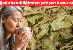 Basura en doğal çözüm ondaymış! Neredeyse her evde var, kalbi koruyup damarları genişletiyor! 1 kaşık balla karıştırmak yetiyor, bardak bardak için!