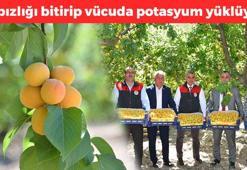 Denizli'de hasadı başladı! Günde 5-6 tane yemek yetiyor, bağırsakları motor gibi çalıştırıp vücuda demir ve potasyum yüklüyor! Doğal tansiyon ilacı