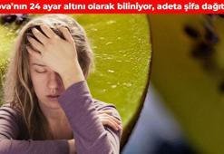 Yalova’nın 24 ayar altını olarak da biliniyor! Sadece 4 günde o hastalığı iyileştiriyor: Vücudun kolajen deposunu fullüyor, depresyonu tarihe gömüyor