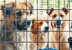 Başıboş köpekler sahiplendirilecek
