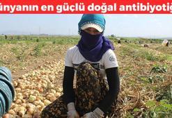 Amasya'da hasadı başladı! Kilosu 7 TL: Dünyanın en güçlü doğal antibiyotiği, iltihabın kökünü kazıyan demir zengini, göz bile yaşartmıyor!