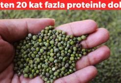 Etten 20 kat fazla protein içeriyor! Demir, magnezyum, fosfor ne ararsan onda, bağırsakları motor gibi çalıştırıp kalp damarlarını açıyor!