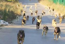 Başıboş köpek sorunu nasıl çözülecek? Önemli bir adım atılmış durumda