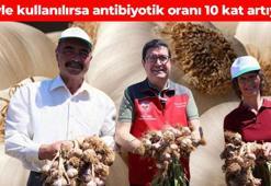 Ula’da hasadı başladı! Böyle kullanılırsa antibiyotik oranı 10 kat artıyor: Ne mikrop, ne hastalık kalıyor!