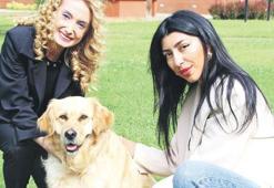 5 maddede sokak hayvanları sorunu