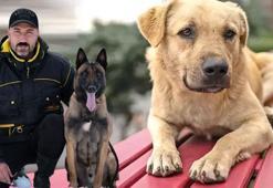 Köpekleri uyutmak çözüm mü? Uzman isim gözden kaçan riske karşı uyardı