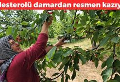 Aydın'dan İngiltere kraliyet ailesine kilo kilo satılıyor! 3 kıtaya yayılan lezzet: Suyunu sıkıp içince kolesterolü damardan silip tansiyonu dengeliyor