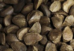 Brezilyalılar avuç avuç yiyor! Dünyanın en zengin selenyum kaynağı: Tiroidi düzenleyip beyni fişekliyor! Kolesterolü damardan kazıyıp vücuda bedava vitamin yüklüyor