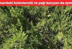 Almanlar şifayı Antalya'da buldu! Çayını yapıp bardak bardak içince KOAH hastalarına umut olup sedefin kökünü kazıyor! Damardaki kolesterolü ve yağı kazıyan da oymuş!