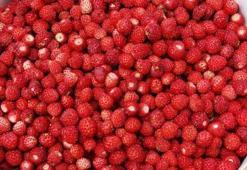 Düzce’de dağ çileği hasadı başladı! Dağ çileğinin lezzetine doymayan kalmayacak