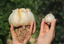 Bu sarımsağı gören bir daha bakıyor! Hayrete düşüren büyüklük