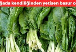 Doğada kendi kendine yetişen basur otu! Kaşık kaşık yiyince ağrı, sızı ne varsa kesip atıyor! Doğanın C vitamini kralı