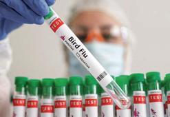 Kuş gribi can almaya başladı