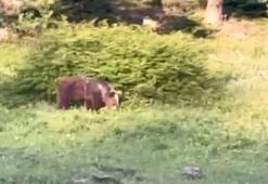 Ayıya havlayarak seslenen vatandaş sosyal medyada viral oldu