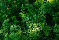 Yemeklerinize bol bol katın! Tiroid nodüllerini küçültüp kolesterol seviyelerini sıfırlıyor! Potasyum ve magnezyum zengini