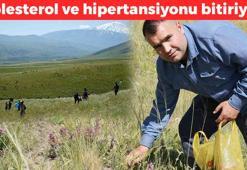 Ağrı Dağı'nın eteklerinden toplanan mucize! 1 damlası bile yetiyor, kolesterolü damardan kazıyıp hipertansiyona son veriyor!