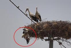 Yaren leyleğin evlat sevinci kısa sürdü! Türkiye'nin izlediği yavrudan kötü haber