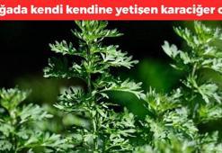 Doğada kendi kendine yetişen karaciğer otu! Basura en doğal çare, hazımsızlık, gaz ve şişkinliği bitiriyor