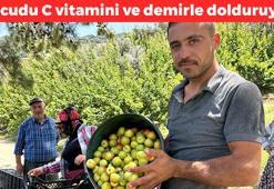 Kavurucu sıcakta hasadı başladı! Kilosu 25 TL'den satılıyor: Bağırsakları makine gibi çalıştırıp vücudu C vitamini ve demire boğuyor