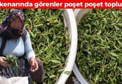 Yol kenarında kendiliğinden yetişiyor! Sivaslıların vazgeçemediği ot tüm dünyaya şifa olacak: Yiyenin vücuduna hastalık girmiyor, bağışıklığı çelik gibi güçlendirip ömrü uzatıyor, kansersavar besinler arasında yer alıyor