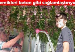 Tek asmasında 70 salkım var! Kur’an’da da geçiyor: Kahvaltıda tüketince kemikleri kolon gibi sağlamlaştırıyor, kan basıncını yerle bir ediyor, zayıflamak isteyen günde bir avuç yesin