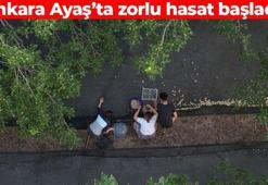 Ankara Ayaş’ta hasadı başladı! Dr. İbrahim Saraçoğlu’nun da önerdiği bu besin Osmanlı’da ilaç olarak kullanılıyormuş: Dünyanın en sağlıklı besini, yiyenin ömrüne ömür katıyor