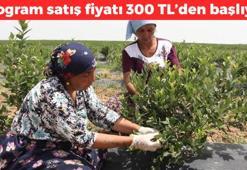 Edirne'de 'mavi yemiş' hasadı başladı! Kilosu 300 TL'den başlıyor: Dünyanın en zengin antioksidanı, kolesterolü damardan kazıyor!