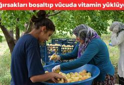Iğdır'da 'sarı altın' hasadı başladı! Kavurucu sıcakta tek tek toplanıyor: Bağırsakları makine gibi çalıştırıp kolesterolü düşürüyor! Doğanın C vitamini kralı