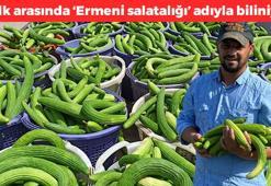 Sarıgöl'de hasadı başladı, Kur'an'da da adı geçiyor! Halk arasında 'Ermeni salatalığı' olarak biliniyor! Potasyum ve magnezyum zengini, cayır cayır kilo verdiriyor
