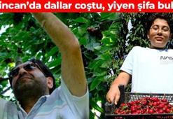 Erzincan’da çiftçinin yüzünü güldürdü! Her mutfakta var ama asıl kıymeti bilinmiyor: Yaşlanmayı frenliyor, kalbi gencecik yapıyor, kabızlığın kökünü kazıyor