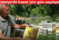 Malatya’da hasat için geri sayım başladı! Tarçınla karıştırıp yediğiniz zaman etkisi ikiye katlanıyor: Damarlardaki kolesterolün kökünü kazıyor, bağışıklık sistemini zımba gibi yapıyor, kan basıncını yerle bir ediyor