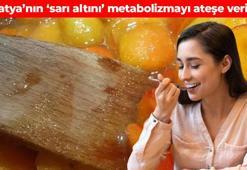 Malatya’nın sarı altınında hasat başladı! Yazın yüksek sıcaklıklarda tek tek toplanıyor: Metabolizmayı ateşe veriyor, kabızlığın kökünü kazıyor, kemikleri beton gibi güçlendiriyor
