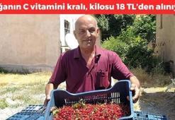Yediğiniz anda vücuda format atıyor! İltihabın kökünü kazıyıp hastalıklarla mücadele ediyor