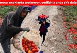 Adana’dan tüm dünyaya satılıyor! Kilosu 25 TL’ye satılıyor: Vücudu C vitamini deposuna çeviriyor, iltihabın kökünü kazıyor, dünyanın en güçlü potasyum kaynağı, pazarda gören kapış kapış alıyor