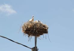 Tekirdağ'da göçle gelen leyleklerin yuvalarının bakımı yapıldı