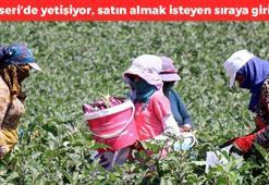 Kayseri'de hasadı başladı! Kilosu 25 TL'den kapış kapış satılıyor!