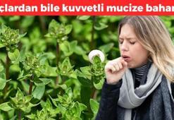 Almanlar dünyadan saklıyor: Öldürmediği tek bir mikrop bile yok! Kolesterolü damardan siliyor, ilaç sanayinin sonunu getirecek mucize baharat!