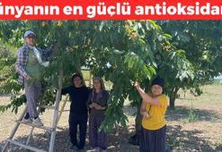 43 yıllık geçim kaynağında hasat başladı! Kilosu 35 TL: Vücudu potasyuma boğup kolesterolü sıfırlıyor, doğal tansiyon ilacı
