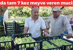 Turgutlu'da hasadına başlandı! Amerika ve Arap Emirlikleri'ne kilo kilo satılıyor: Bağırsakları anında çalıştırıp  demir, çinko, kalsiyum ne varsa vücuda yüklüyor!
