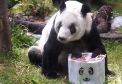 Latin Amerika'nın tek pandası Xin Xin, 34. yaş gününü kutladı