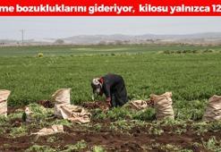 Gözleri şahin gibi yapıyor, kilosu 12 TL’den satılıyor! Yumurta ve peynirden 10 kat daha faydalı, yedikçe kilo verdiriyor