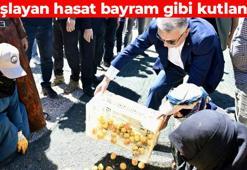 Malatya’da bayram coşkusu! Hasat edilip tüm dünyaya ihraç ediliyor: Yediğiniz anda kabızlığın kökünü kazıyor, kavurucu sıcaklara karşı kalkan oluyor