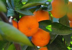 C Vitamini Faydaları Nelerdir? C Vitamini İçeren Besinler Hangileridir?